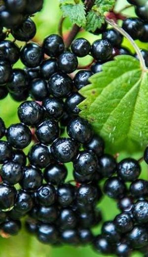 8karamrver-hs_16_9_1592014045